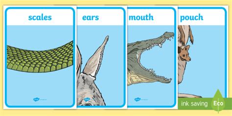 Australian Animal Parts Vocabulary Display Posters