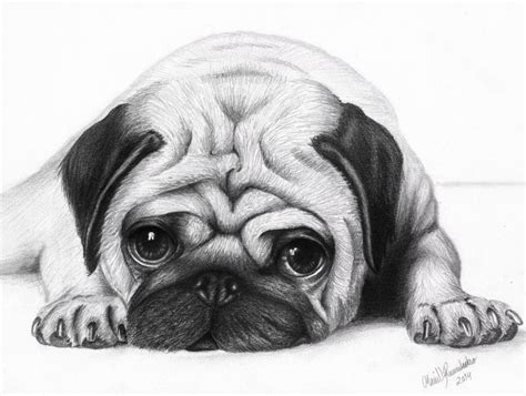 Drawing A Pug Face - Drawing Skills Academy