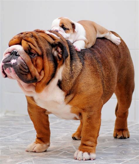 Cute Names For English Bulldog at Hannah Salamanca blog