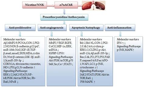 Insights into the Mechanisms of Action of Proanthocyanidins and ...