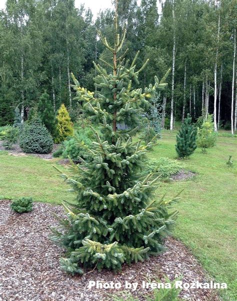 Picea mariana 'Aureovariegata' Variegated Black Hills Spruce — Mr Maple ...