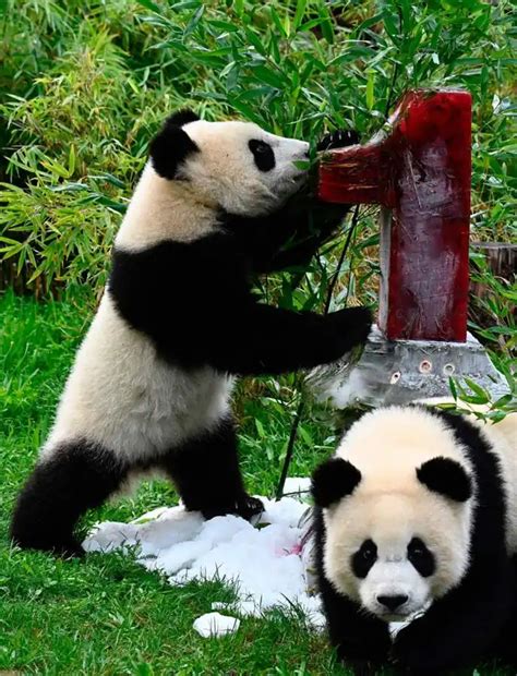 Fotos: Festejo por el primer año de dos crías de panda | El Diario Vasco