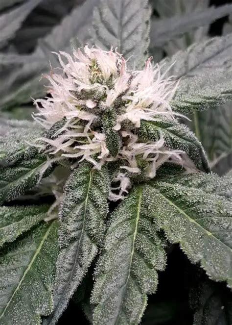 Image result for Alien OG Strain Info