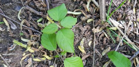 Box elder control guide now online! — Upper Murrumbidgee Demonstration ...