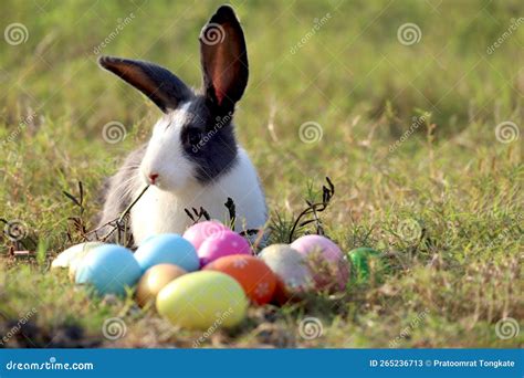 Esther Egg Stock Photos - Free & Royalty-Free Stock Photos from Dreamstime