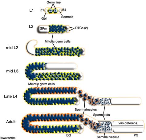 Image result for Germ Line Development