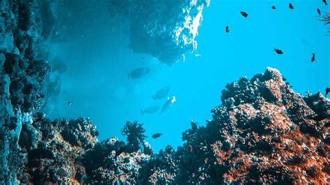 Download wallpaper 2560x1440 fish, corals, algae, underwater world ...