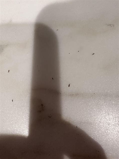 Tiny bugs (~1mm in length) around kitchen and bathroom sink. What are ...