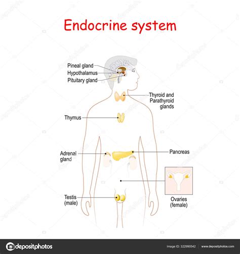 Endocrine System Labeled
