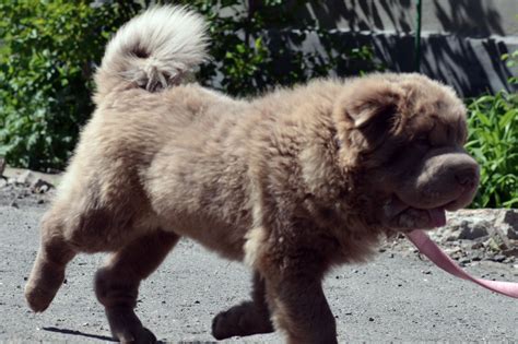 Bear Coat Shar Pei Animal at Harrison Trethowan blog