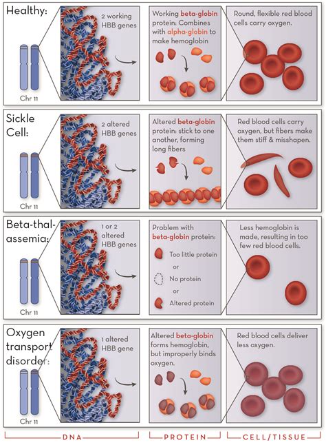 Hemoglobin Disorders