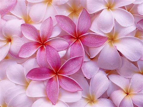 Buy 1 Hawaiian Pink Plumeria Frangipani Cutting DL7 Online at Lowest ...
