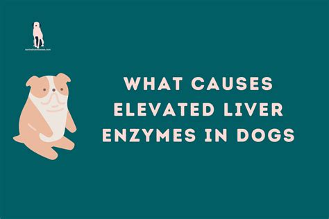 Elevated Liver Enzyme What Does It Mean When Your Liver