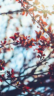 Aesthetic Fall Backgrounds Iphone by Aesthetic Autumn Wallpapers Wallpaper Cave Aesthetic Fall Backgrounds Iphone