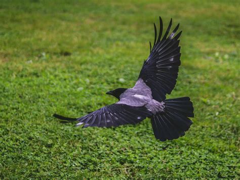 Do Crows Migrate In Winter? Revealing The Migratory Habits Of Crows
