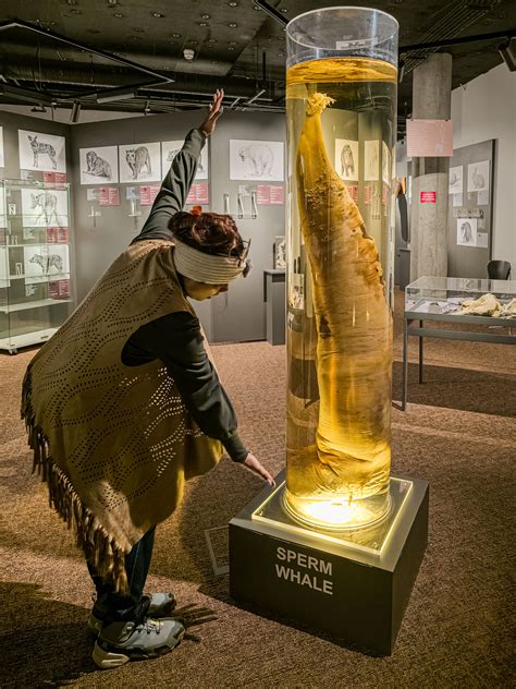 Icelandic Phallological Museum in Reykjavik | Unique things to do in ...
