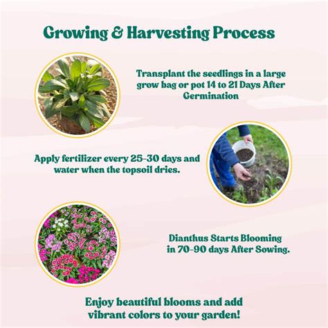 Buy Best Quality Dianthus Baby Doll Mix Seeds