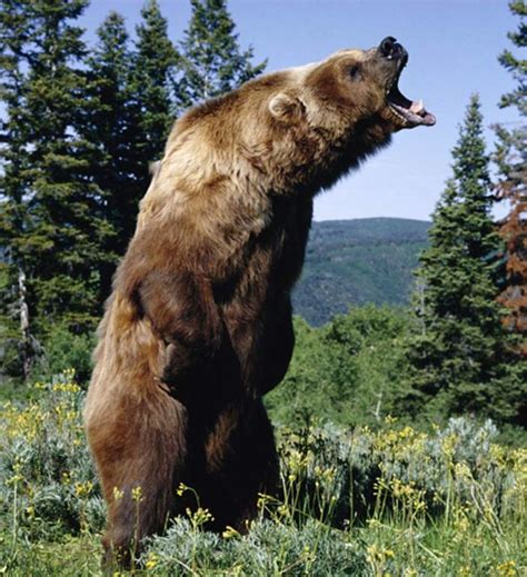 Kodiak Brown Bear Standing Tall