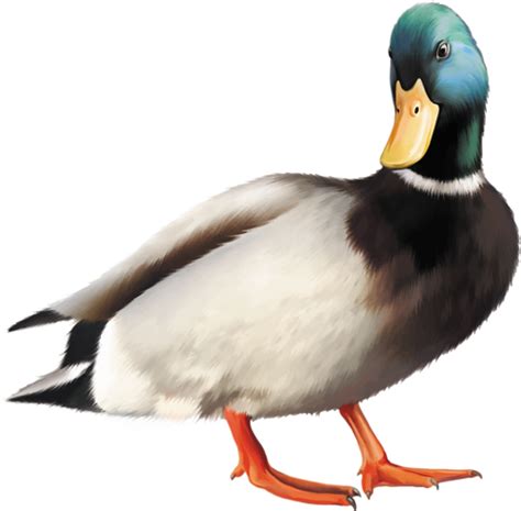 Image result for Tutorial Canard