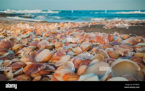 Beach Sea Shells 的图像结果