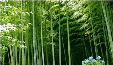 四君子之竹-绿宝园林网