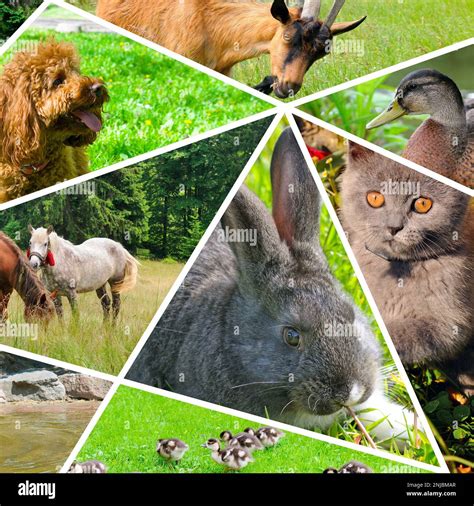 Photo collage of portraits of domestic animals Stock Photo - Alamy