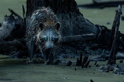 Wild Raccoon showing signs of distemper : r/wildlifephotography