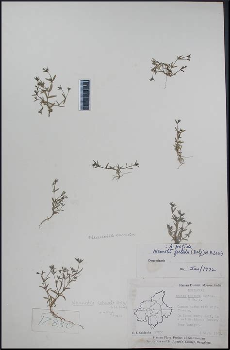 Herbarium JCB
