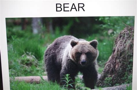 WE LOVE ENGLISH: Year 2: "Wild animals in Estonia" 1