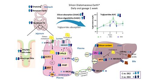 Diatomaceous Earth Supplementation as a Bioavailable Silicon Source ...