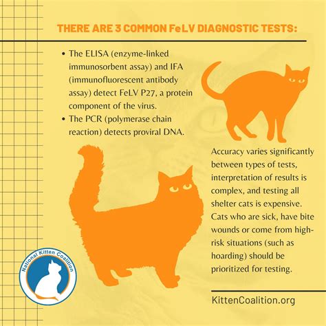 Understanding Feline Leukemia Virus (FeLV) and Supporting FeLV-Positive Cats: Symptoms and ...