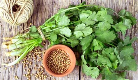 Can Rabbits Eat Coriander or Cilantro? Is It Good? | Pet Care Advisors