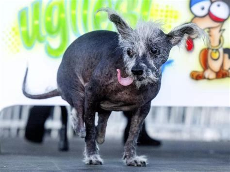 world’s ugliest dog: Meet Scooter, the world’s ugliest dog - Chinese ...