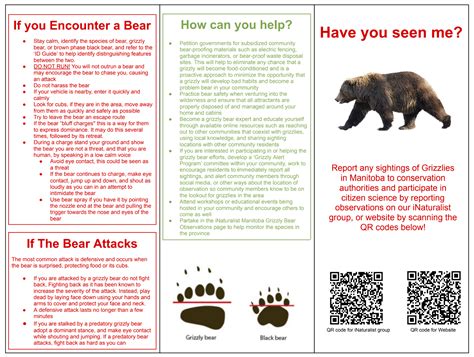 Image result for Bear Program