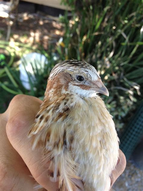 Japanese Coturnix Quail Color Varieties!!!! | Page 12 | BackYard ...