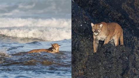 Cougar departs from Haystack Rock at Cannon Beach | kgw.com