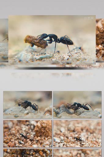 蚂蚁图片-蚂蚁素材-蚂蚁海报-包图网