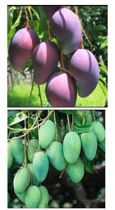 Maa tara green house - delicious & testy helthy mango fruit tree plant ...