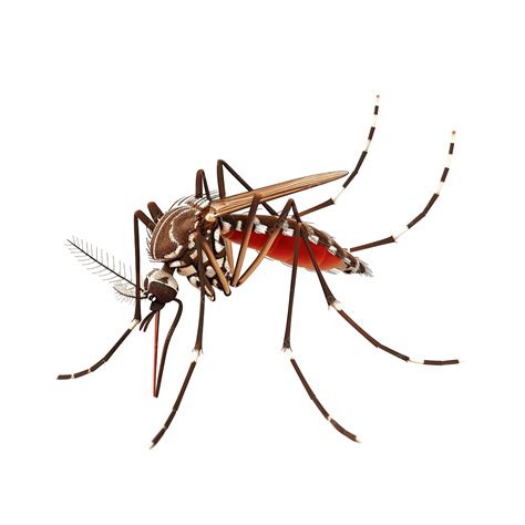 Dengue Mosquito Png