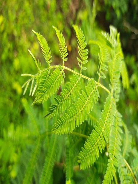 How to Grow Shami Plant Through Cuttings at Home