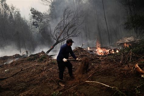 智利中南部森林火灾已造成约44.1万公顷森林被毁