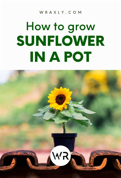 How to grow sunflowers in a pot smart guide – Artofit