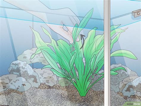 Image result for How to Glue Java Fern to Rocks