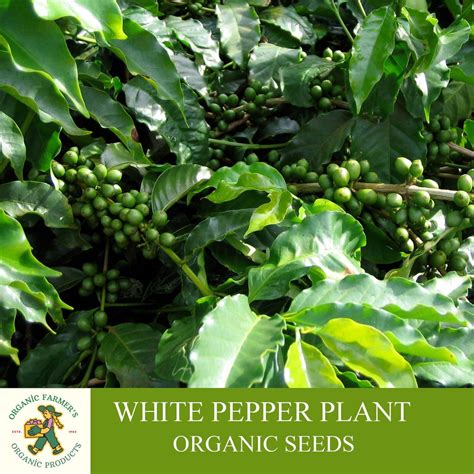 White Pepper Plant Organic Seeds, 25+ Count White Colored Black Pepper ...