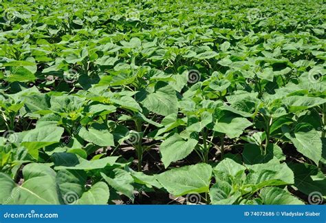 Field of Young Sunflower Plants Stock Photo - Image of growth ...