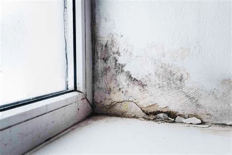 What Types Of Mold Grow In Basements at Jean Fitzgerald blog