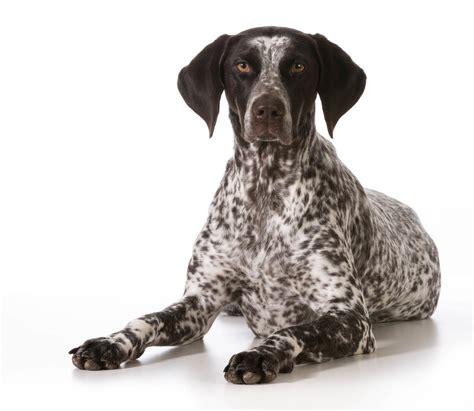 Spotted Dog Breeds | The Smart Dog Guide