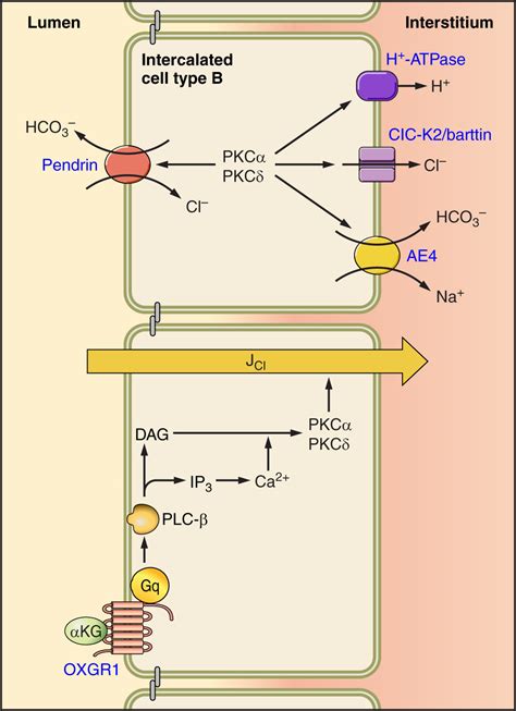 The Renal Physiology of Pendrin-Positive Intercalated Cells ...