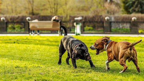 15 Reasons Some Pet Dogs Turn Aggressive