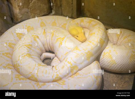 Image result for Big Yellow Snake Python
